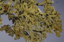 1454 Lobaria physodes-Hypogymnia physodes